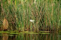 Bootsfahrt im Kwando-Delta - Water Lili