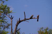 Bootsfahrt im Kwando-Delta - Bienenfresser