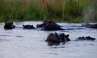 Bootsfahrt im Kwando-Delta - Vorsicht, Hippo-Blockade