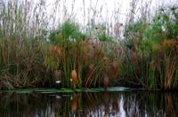 Bootsfahrt im Kwando-Delta -  Papyrus