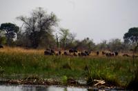 Bootsfahrt im Kwando-Delta - Büffel