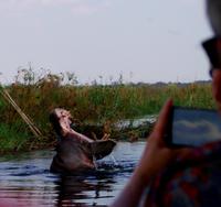 Bootsfahrt im Kwando-Delta - Vorsicht, Hippo-Blockade