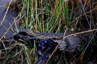 Bootsfahrt im Kwando-Delta -  Wasserwaran