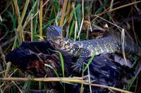 Bootsfahrt im Kwando-Delta -  Wasserwaran