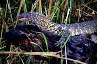 Bootsfahrt im Kwando-Delta -  Wasserwaran