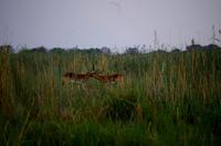 Bootsfahrt im Kwando-Delta -  rote Sumpfantilope (Letschwe)