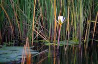 Bootsfahrt im Kwando-Delta 