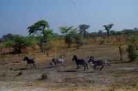 Auf nach Botswana - Bergzebras