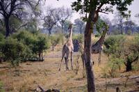 Auf nach Botswana - Giraffen-Familie