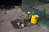 Sangwali - Konny ganz persönliches Garten-Projekt am Linyanti