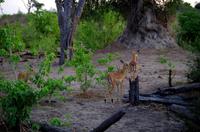 Chobe-Nationalpark - der afrikanische Busch erwacht