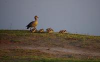 Chobe-Nationalpark - Familie Gans beim morgendlichen Jogging