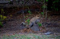 Chobe-Nationalpark - Leopard bei der Morgentoilette
