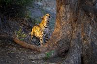 Chobe-Nationalpark - Leopard in der Morgensonne