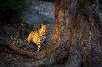 Chobe-Nationalpark - Leopard in der Morgensonne