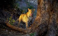 Chobe-Nationalpark - Leopard in der Morgensonne