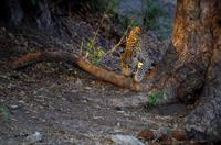 Chobe-Nationalpark - Leopard