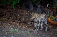 Chobe-Nationalpark - Leopard auf Samtpfoten