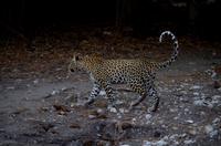 Chobe-Nationalpark - Wir haben die Big Five!