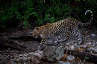Chobe-Nationalpark - Leopard