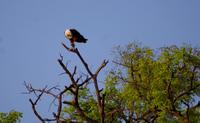 Chobe-Nationalpark - Schreiseeadler