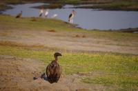 Chobe-Nationalpark - Brown-Geier