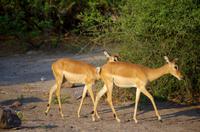 Chobe-Nationalpark - hübsche Impala-Mädchen