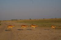 Chobe-Nationalpark