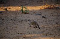 Chobe-Nationalpark - Zebra-Manguste
