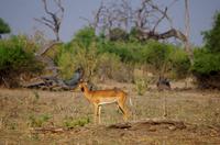 Chobe-Nationalpark - Impala-Bock mit Madenhackern