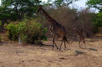 Auf dem Weg zur Chobe Safari Lodge
