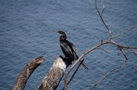Bootsfahrt auf dem Chobe - Schlangenhalsvogel