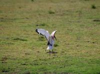Bootsfahrt auf dem Chobe - weißer Ibis