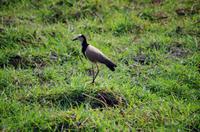 Bootsfahrt auf dem Chobe - Stelzenvogel