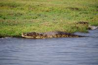 Bootsfahrt auf dem Chobe - Nilkrokodil