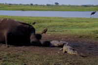 Bootsfahrt auf dem Chobe - Elefant, am Milzbrand verstorben