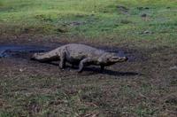 Bootsfahrt auf dem Chobe - Nilkrokodil