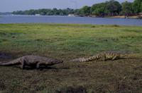 Bootsfahrt auf dem Chobe - noch mehr Krokodile