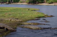 Bootsfahrt auf dem Chobe - Krokodil-Schwemme