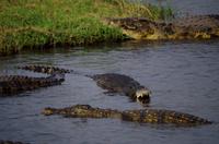 Bootsfahrt auf dem Chobe - Krokodile