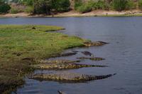 Bootsfahrt auf dem Chobe - Krokodil-Schwemme