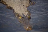 Bootsfahrt auf dem Chobe - Schau mir in die Augen, Kleines!