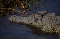 Bootsfahrt auf dem Chobe - ruhendes Krokodil