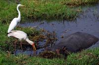 Bootsfahrt auf dem Chobe - Hippo, Silberreiher und Nimmersatt