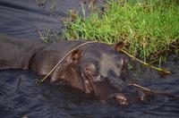 Bootsfahrt auf dem Chobe - stattliches Hippo
