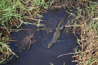 Bootsfahrt auf dem Chobe - kleiner Wasserwaran