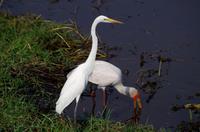 Bootsfahrt auf dem Chobe - Silberreiher und Nimmersatt