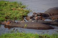 Bootsfahrt auf dem Chobe - Flußpferd-Suhle
