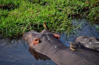 Bootsfahrt auf dem Chobe - Hippo mit Madenhacker