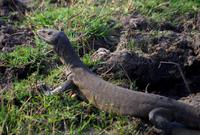 Bootsfahrt auf dem Chobe - Wasserwaran